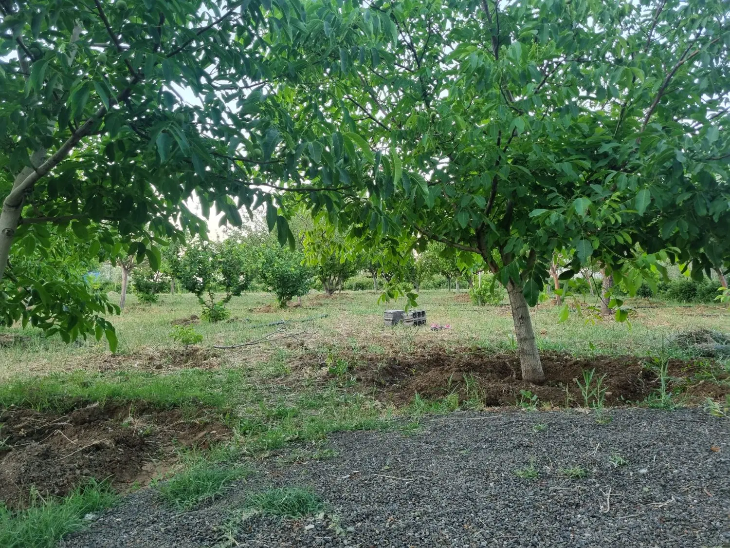 اجاره خانه باغ