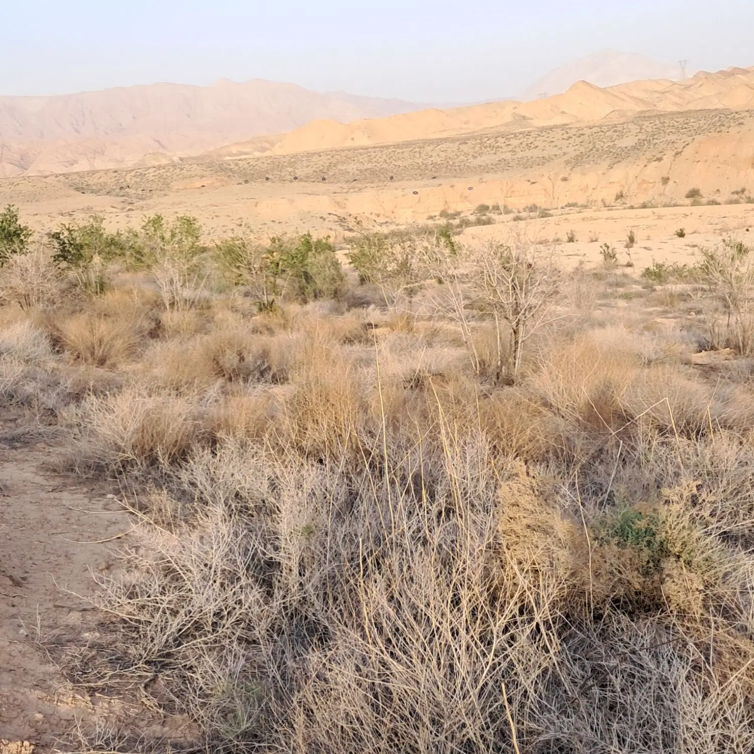 ۴ هکتار زمین زیر قیمت مناسب سرمایه گذاری و مشاغل