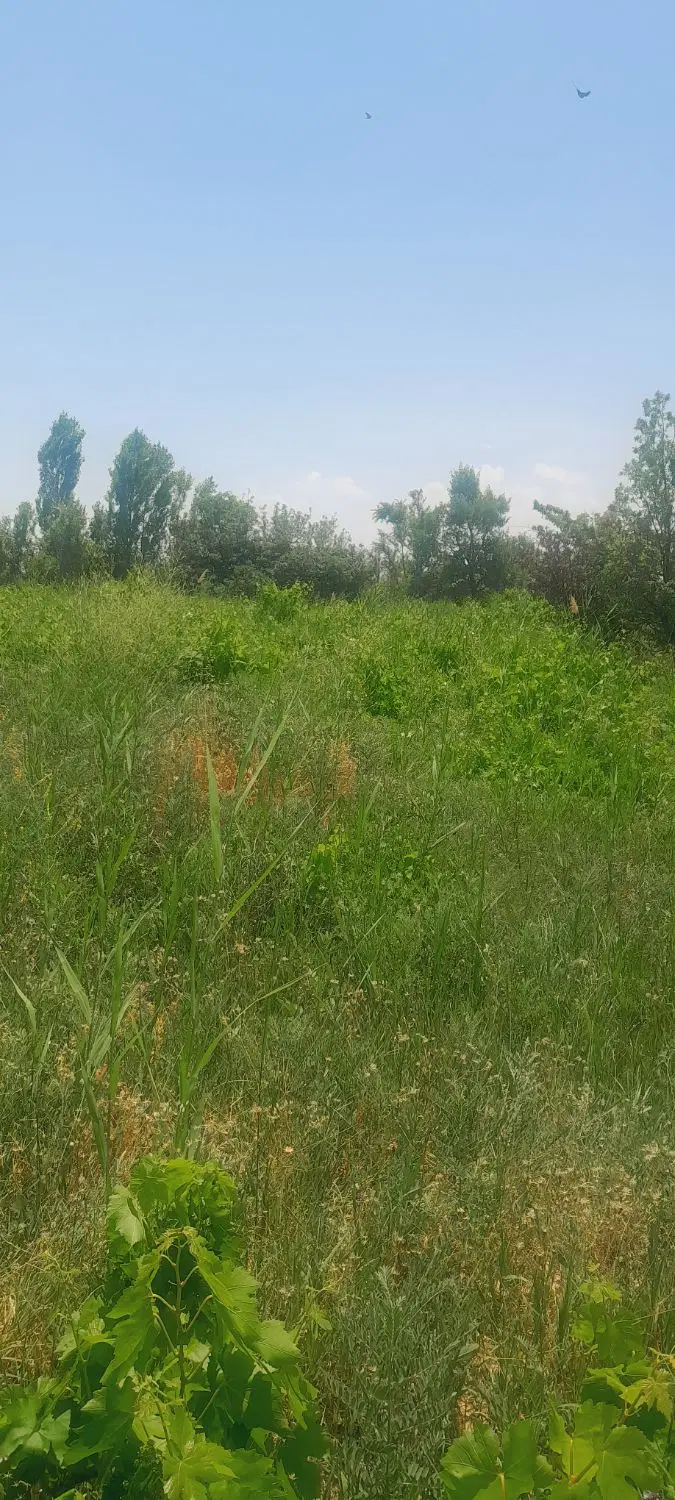باغ انگور