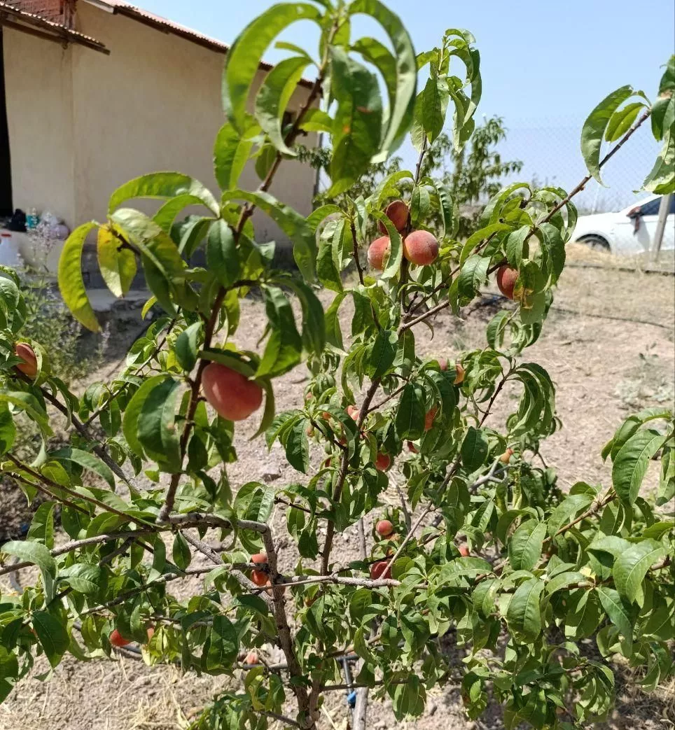 باغ ویلا سندار با انواع درختان میوه با منظره عالی