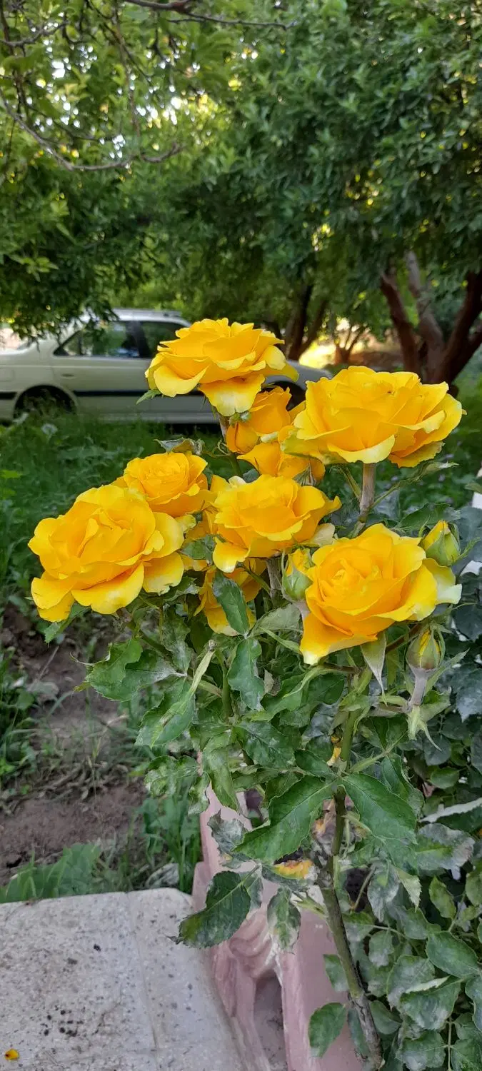 باغ جز طرح هادی منطقه گردشگری کپرگه