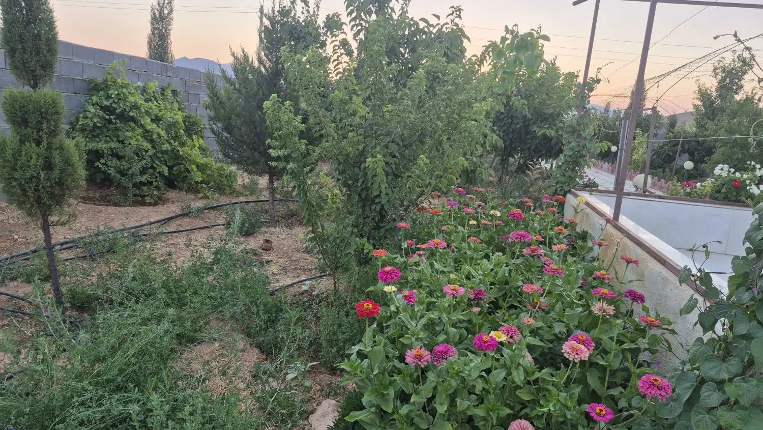 باغشهری بیضا