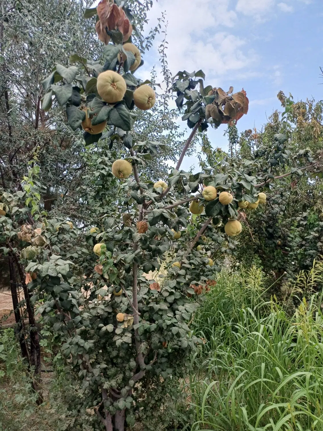 فروش باغ چهار دیواری در روستایی کوهان