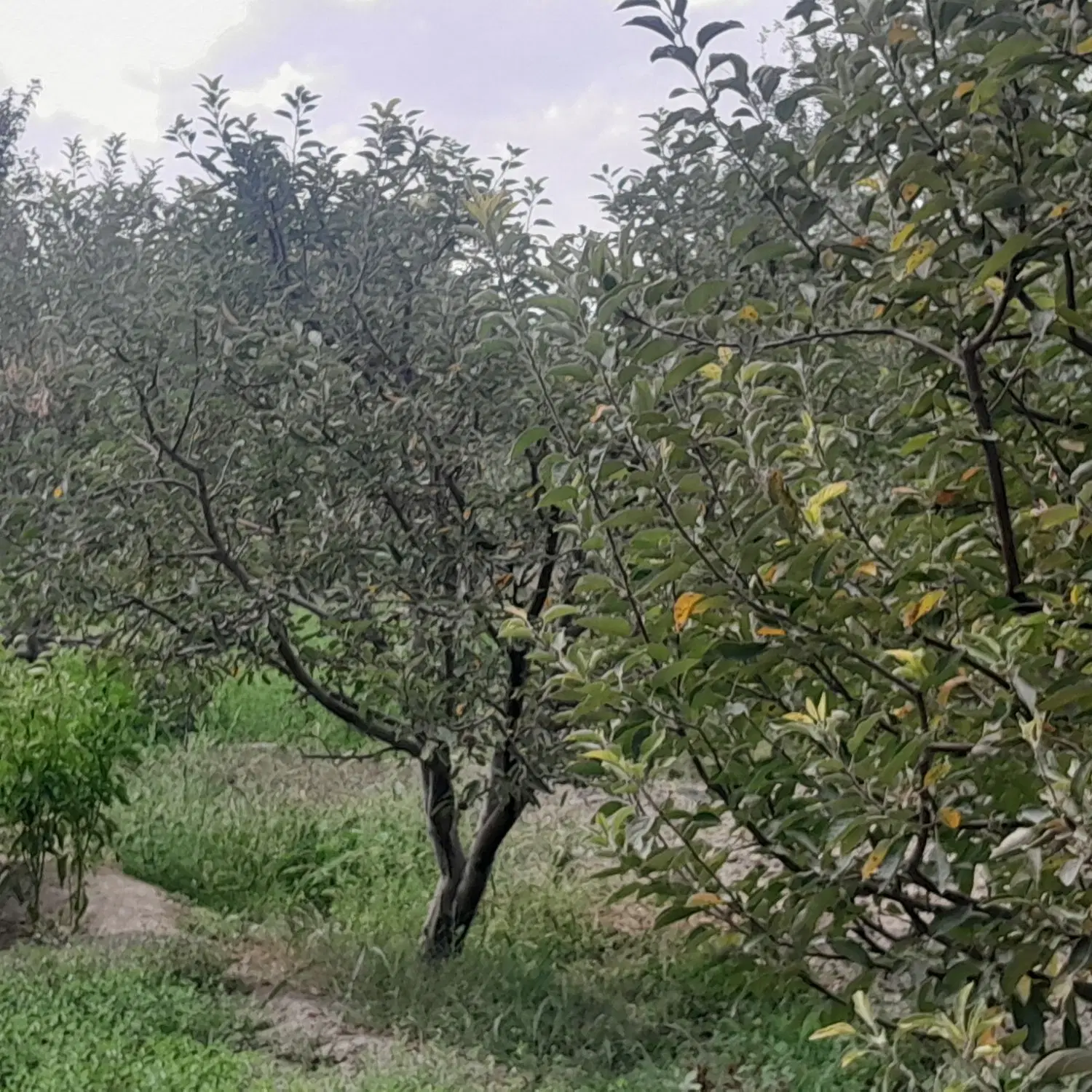 ویلا باغ نقلی  با امکانات روستای لک