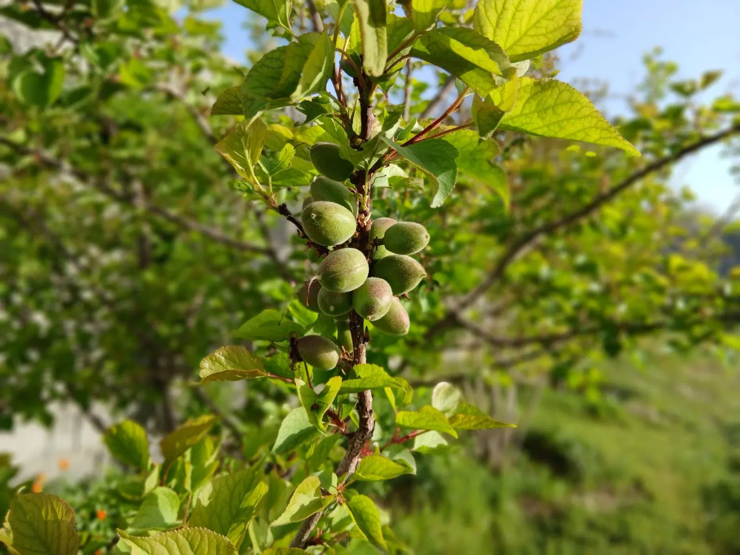 فروش زمین