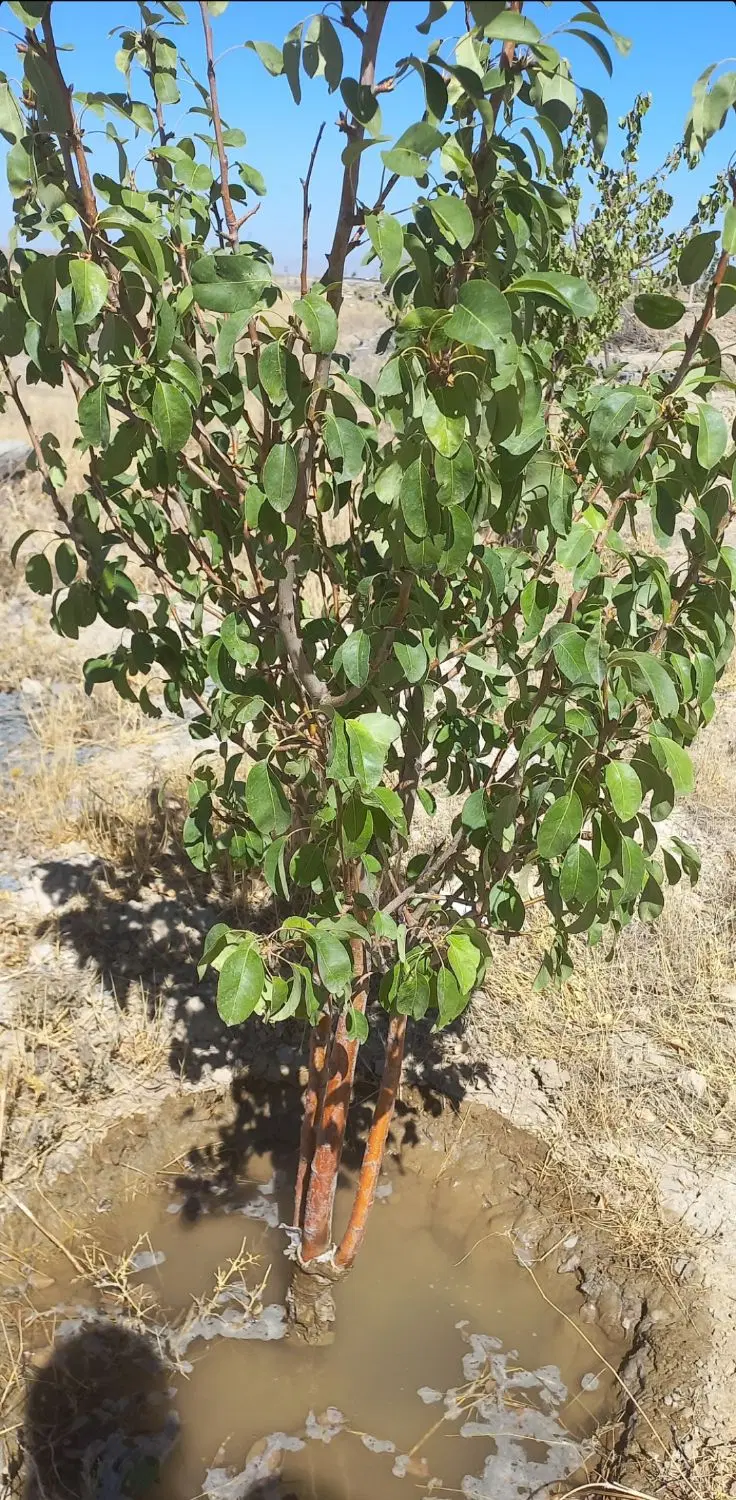 زمین در شورین