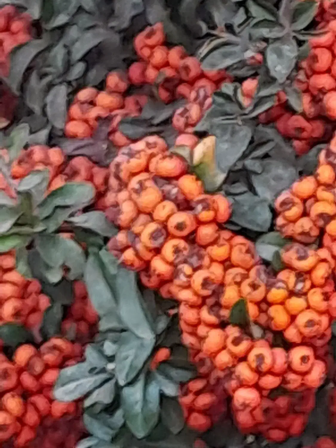 ّباغ  وزمین انگوری