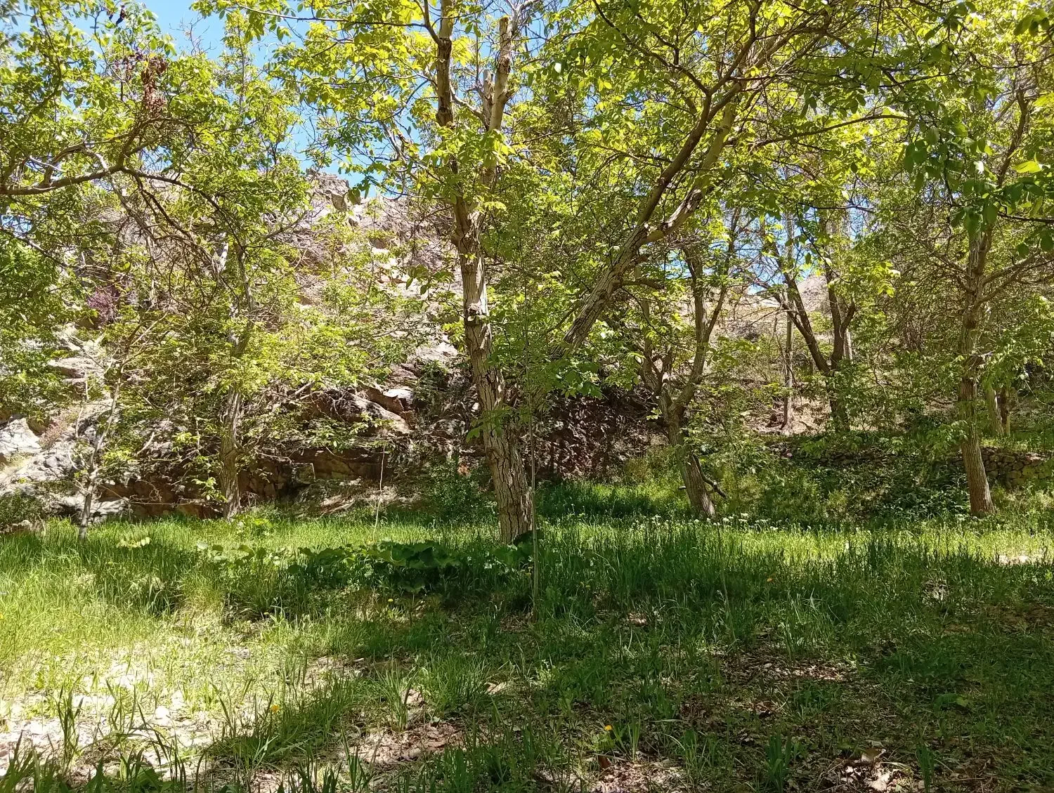 زمین کشاورزی