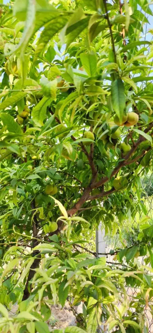 فروش باغ حسن آباد