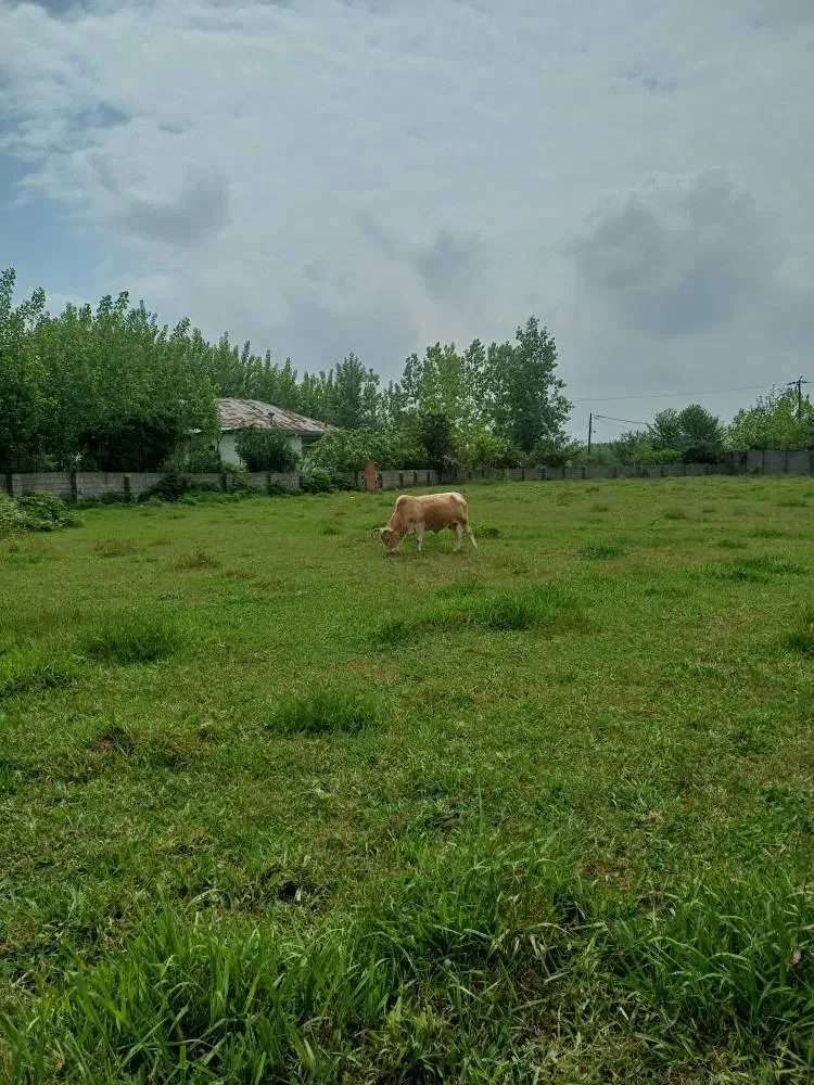 زمین مسکونی