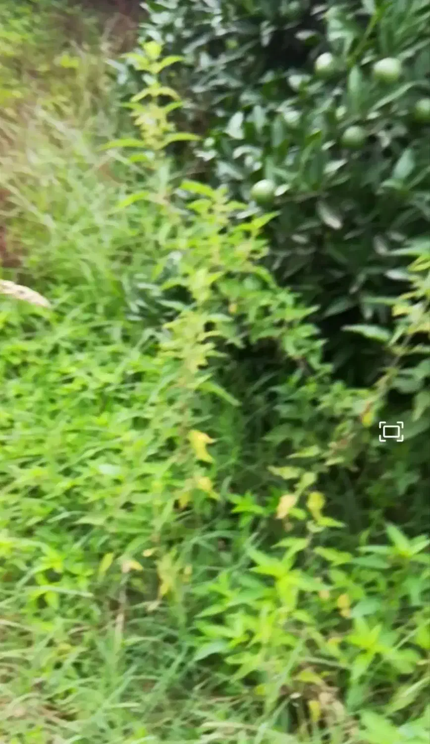 فروش زمین باغی