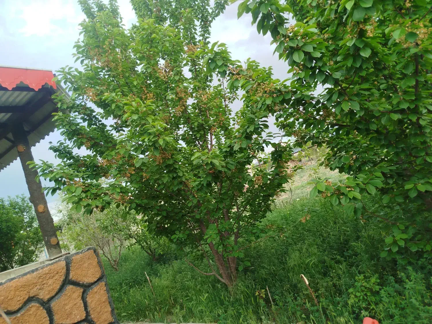 باغ