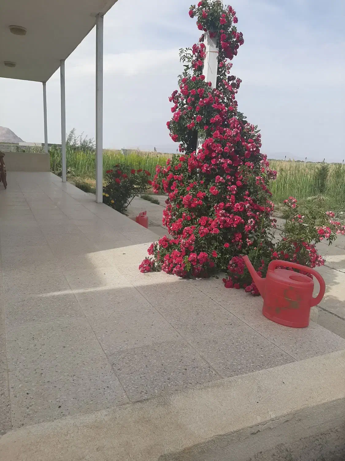 فروش مجوز مرغداری گوشتی ۴۰ هزار قطعه  استثنایی
