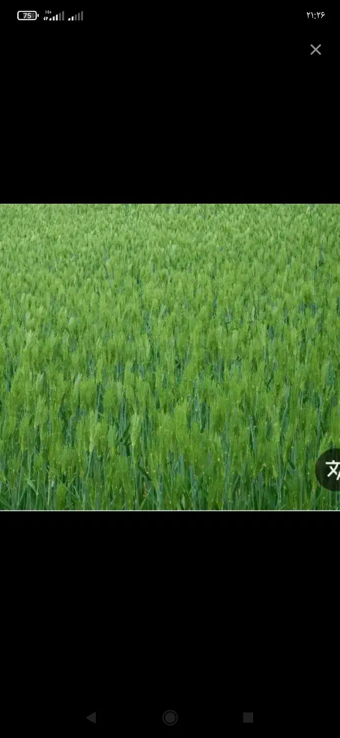 زمین کشاورزی بر اتوبان سراب به ایوان