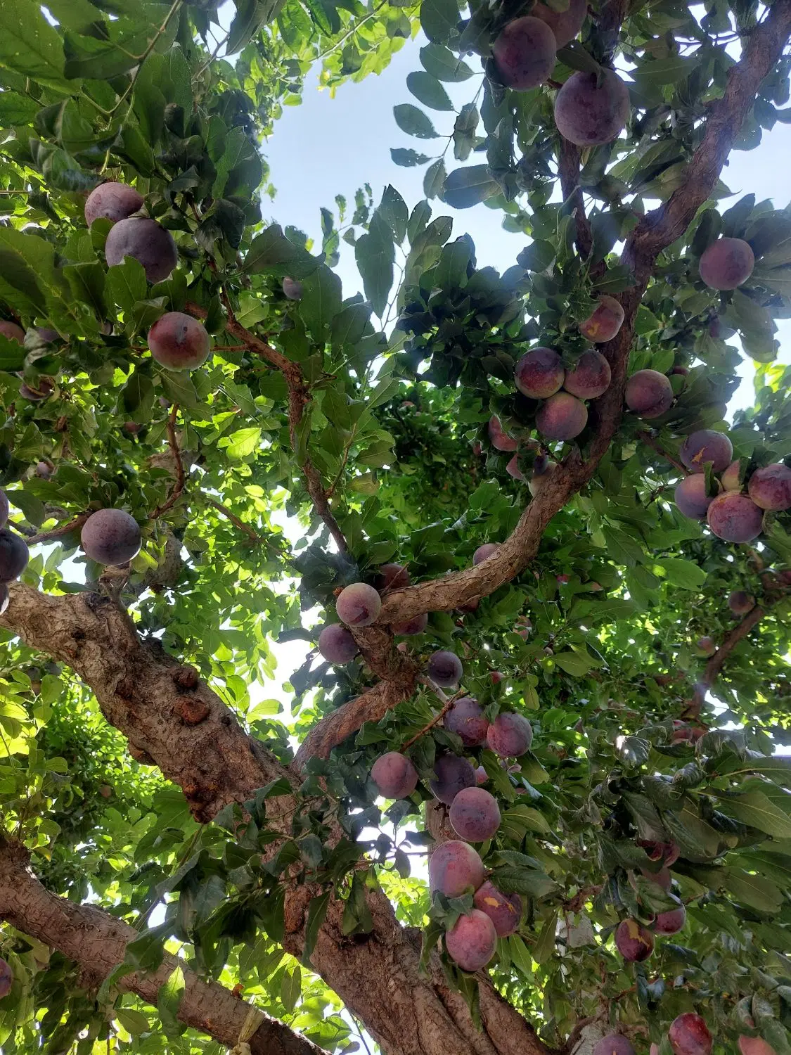 ۵۰۰ متر باغچه با ۳۰ متر بنا