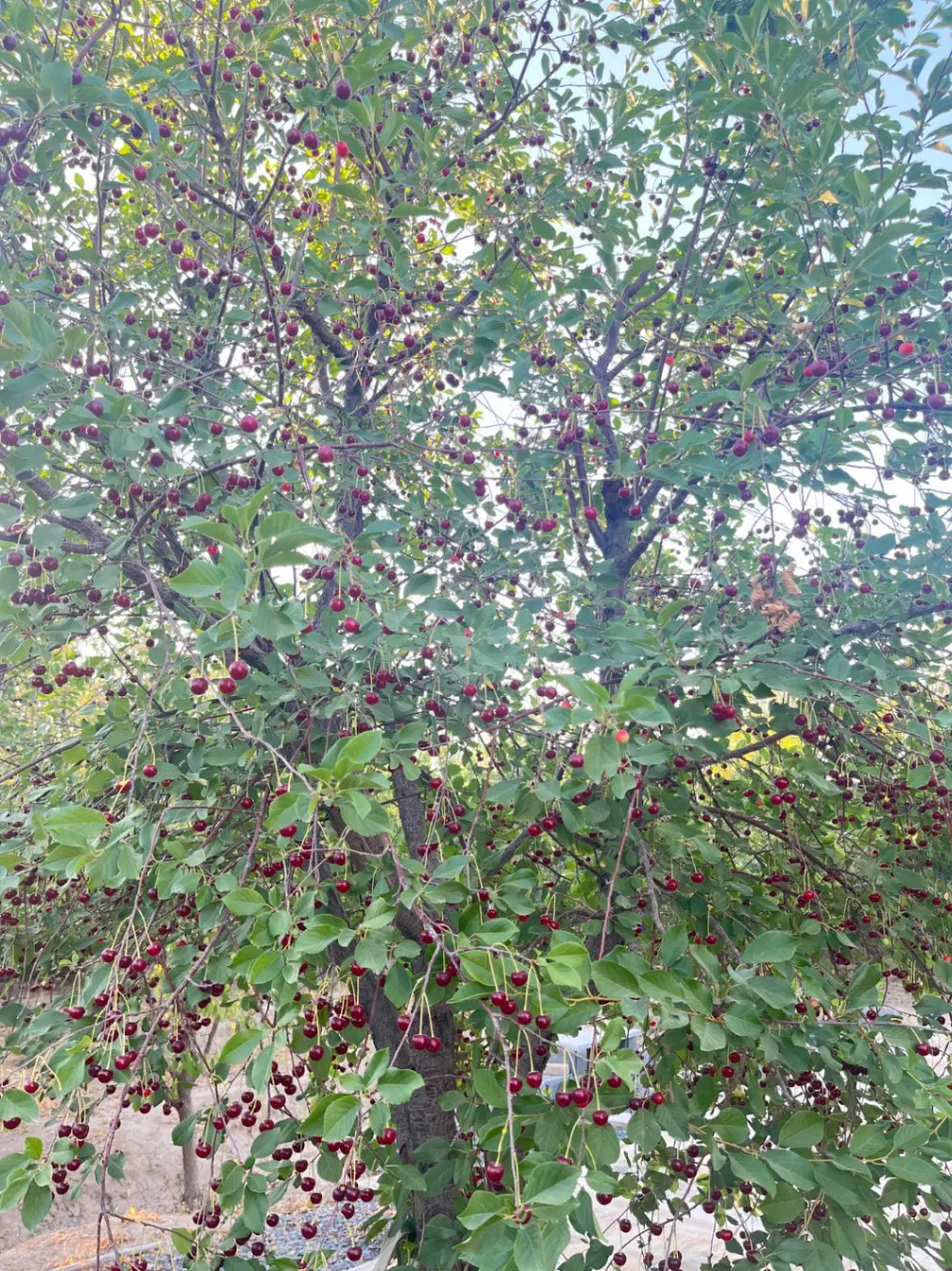 باغ تفریحی ۷۲۰متری احمدآباد  (قابل معاوضه)