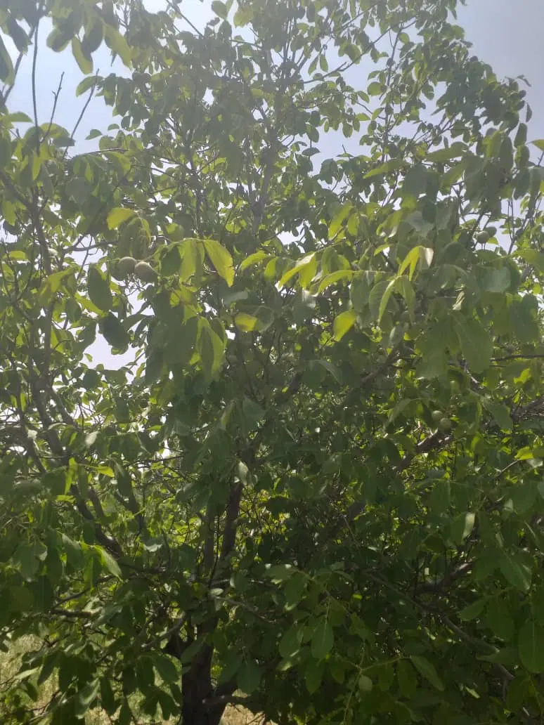 فروش زمین باغشهری رودشیر زارع