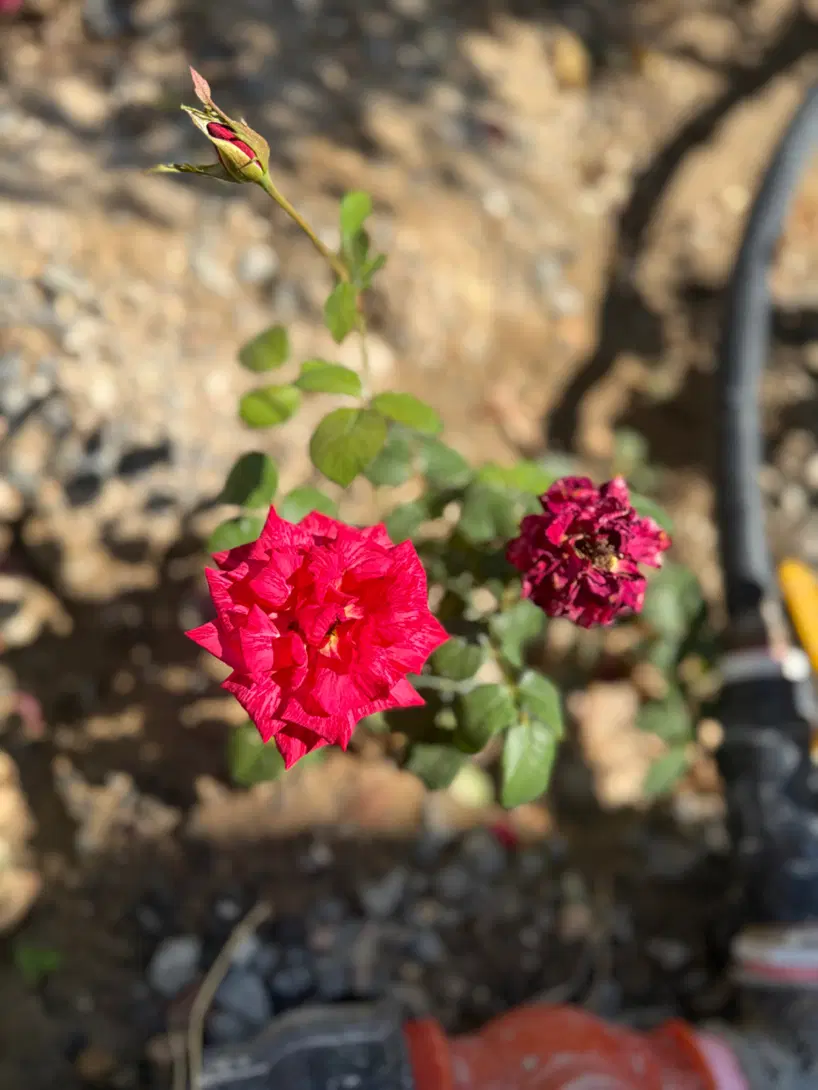 باغ ویلا
