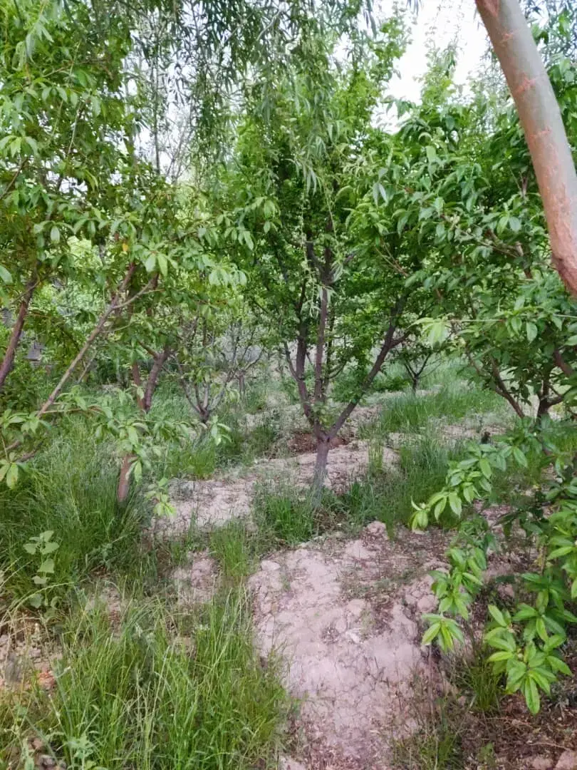 باغچه پیشک ۲ دو ۵۵۰ متر