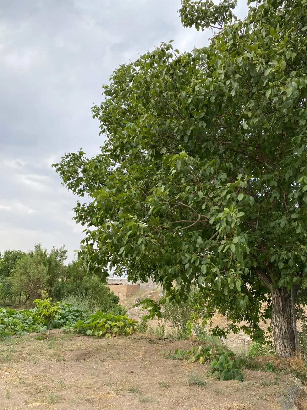 باغ لوکس در دیزج بالا