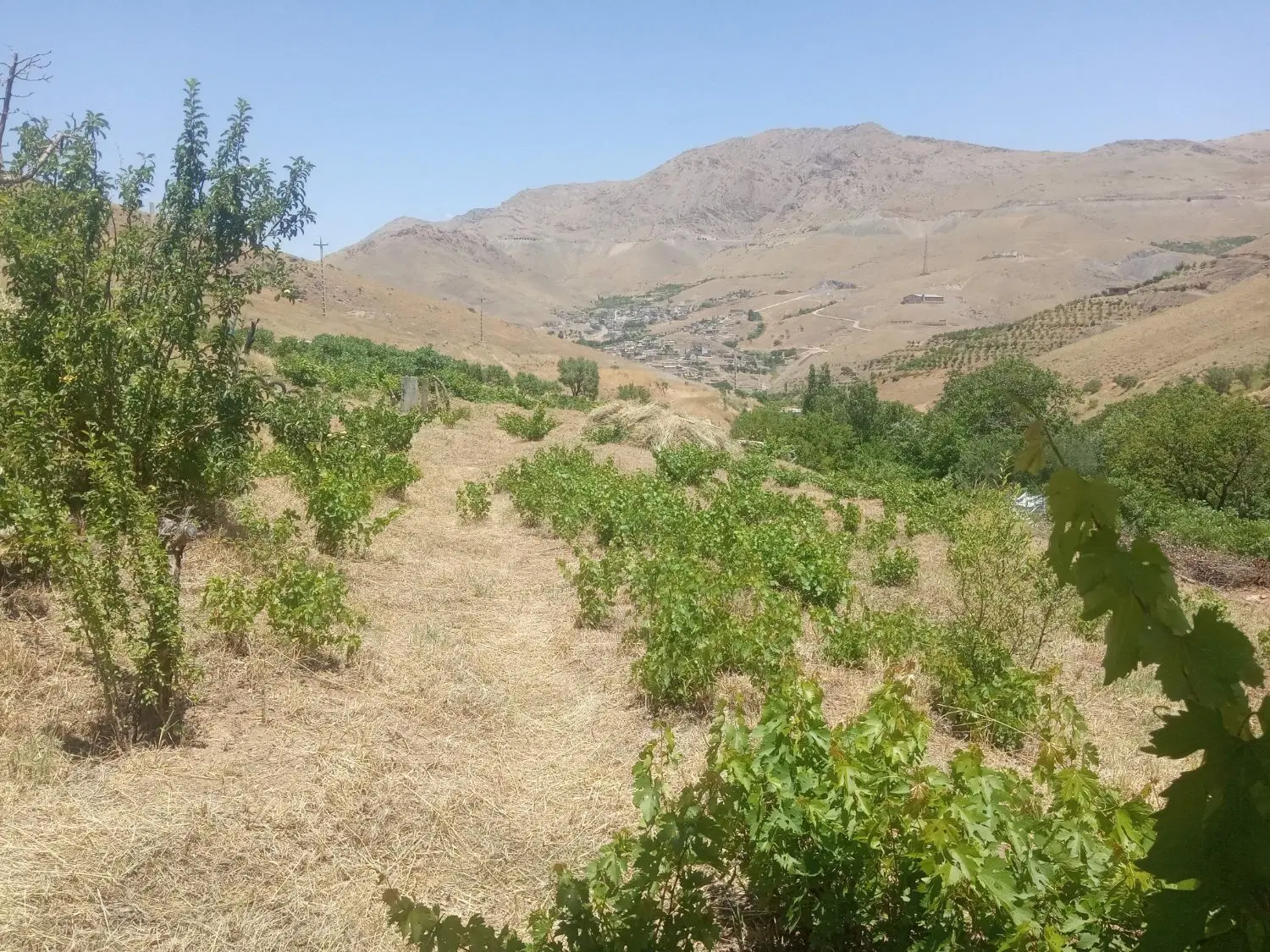 باغ