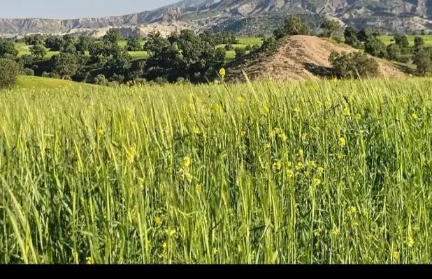 زمین کشاورزی
