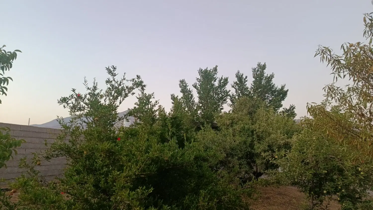 باغشهری سیاخ