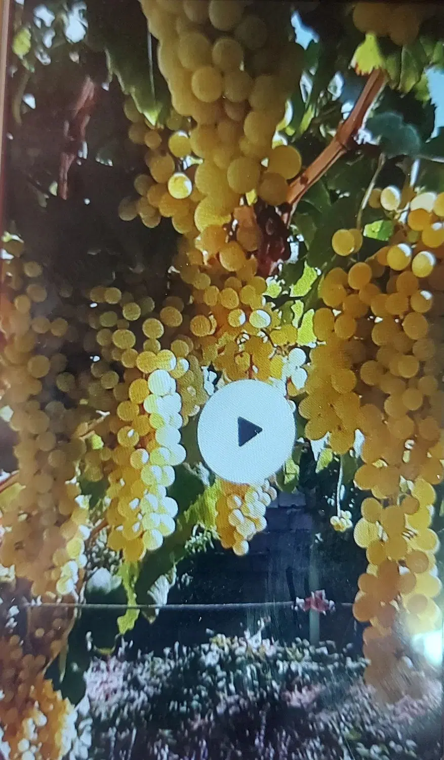اجاره انگور سفید و درشت