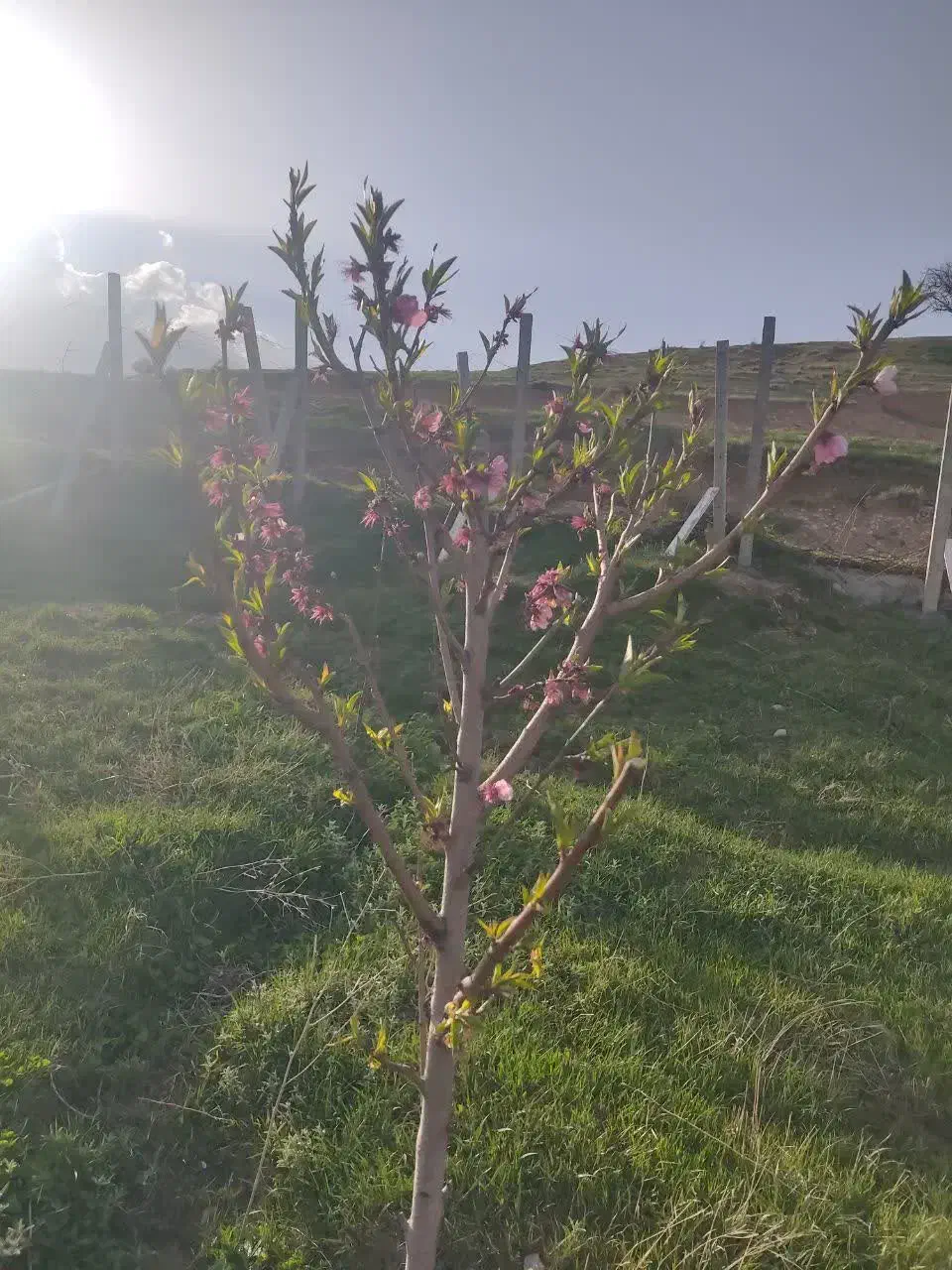 باغ شیخ‌میری