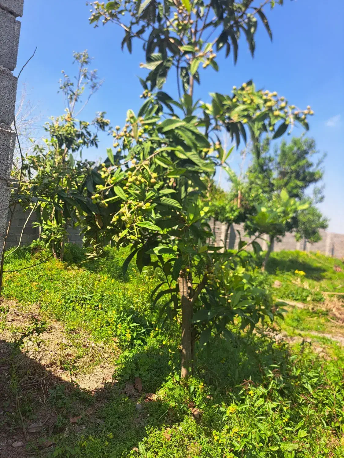 زمین مسکونی مطمئن شمال گیلان445م نقدی اپارتمان کرج