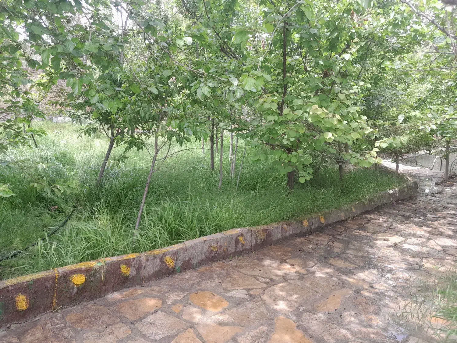 باغچه فروشی شاندیز