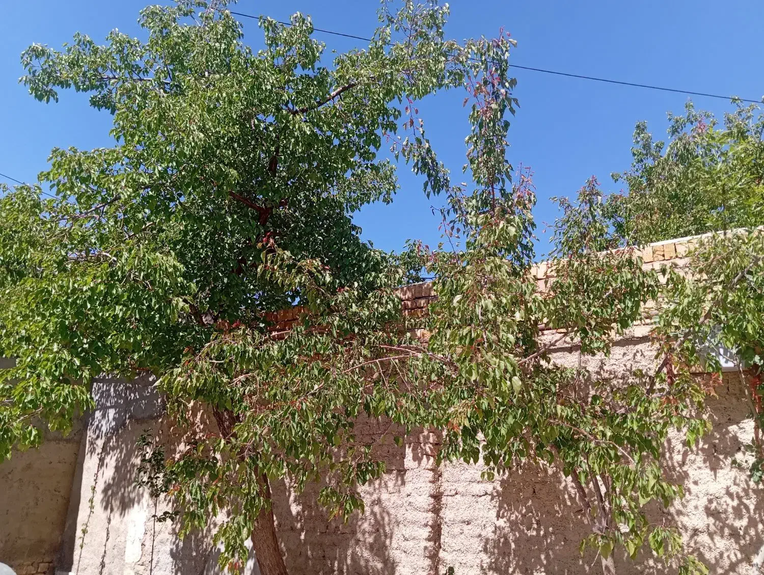 فروش باغ انگوری
