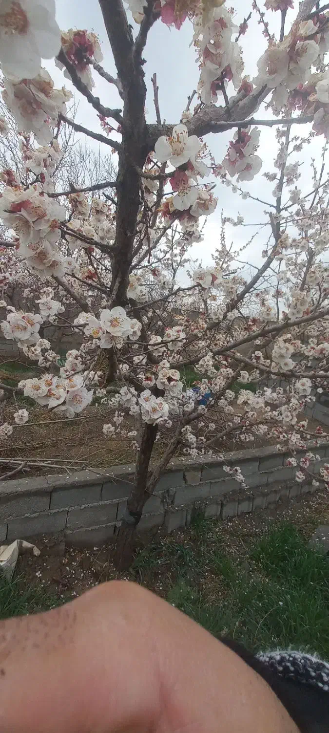 600 متر باغ سند تک برگ در صفادشت