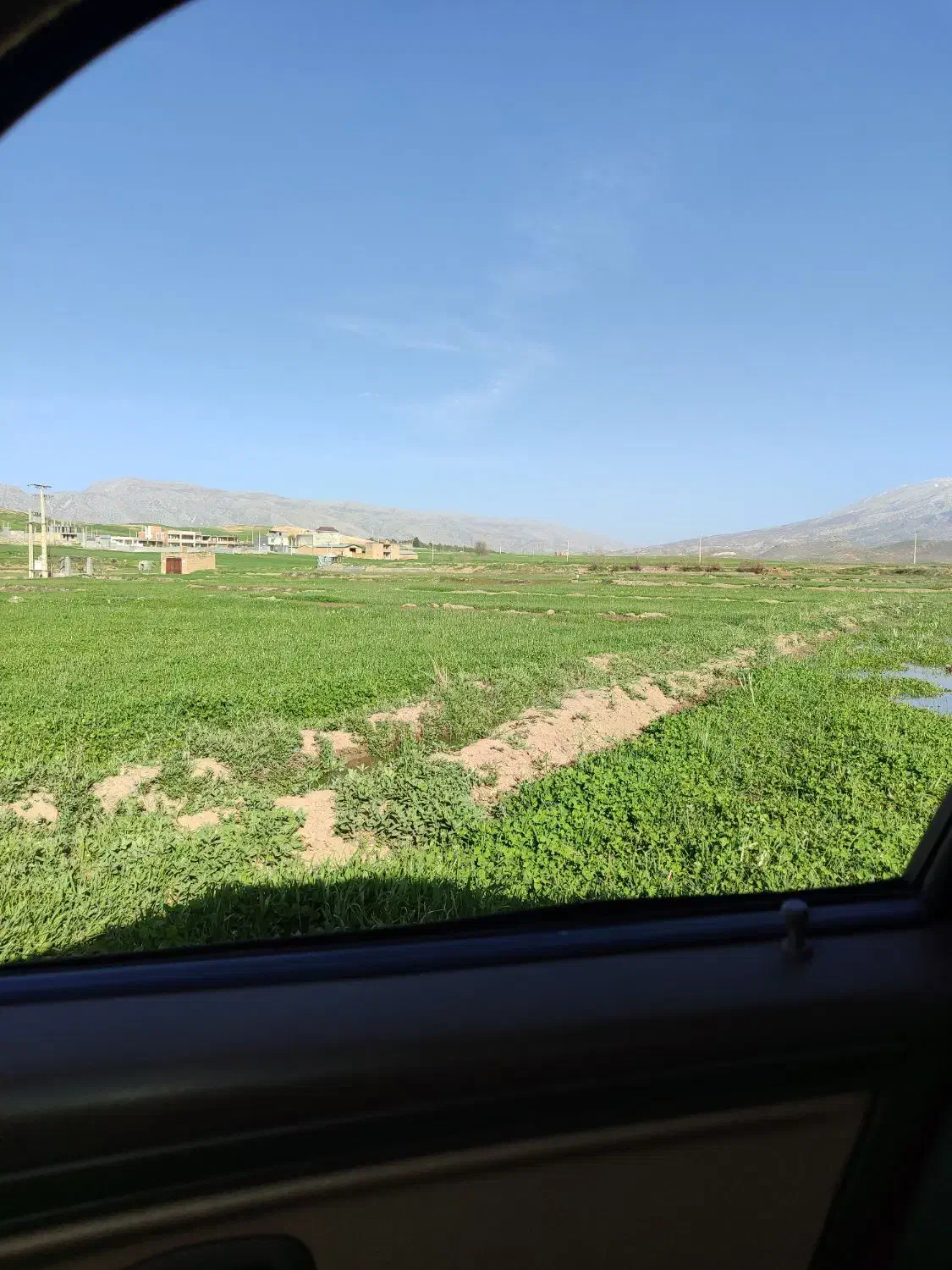 شبدر و یونجه