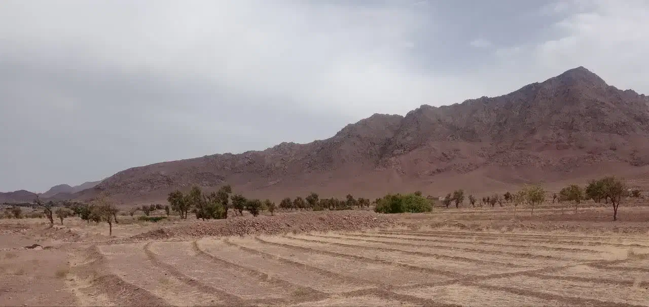 زمین کشاورزی زمین زعفران روستای گوهردشت