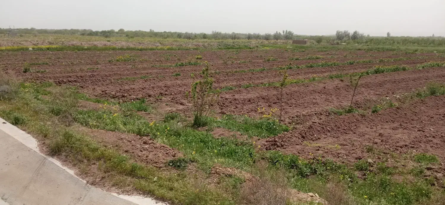 ریشه زار و یونجه