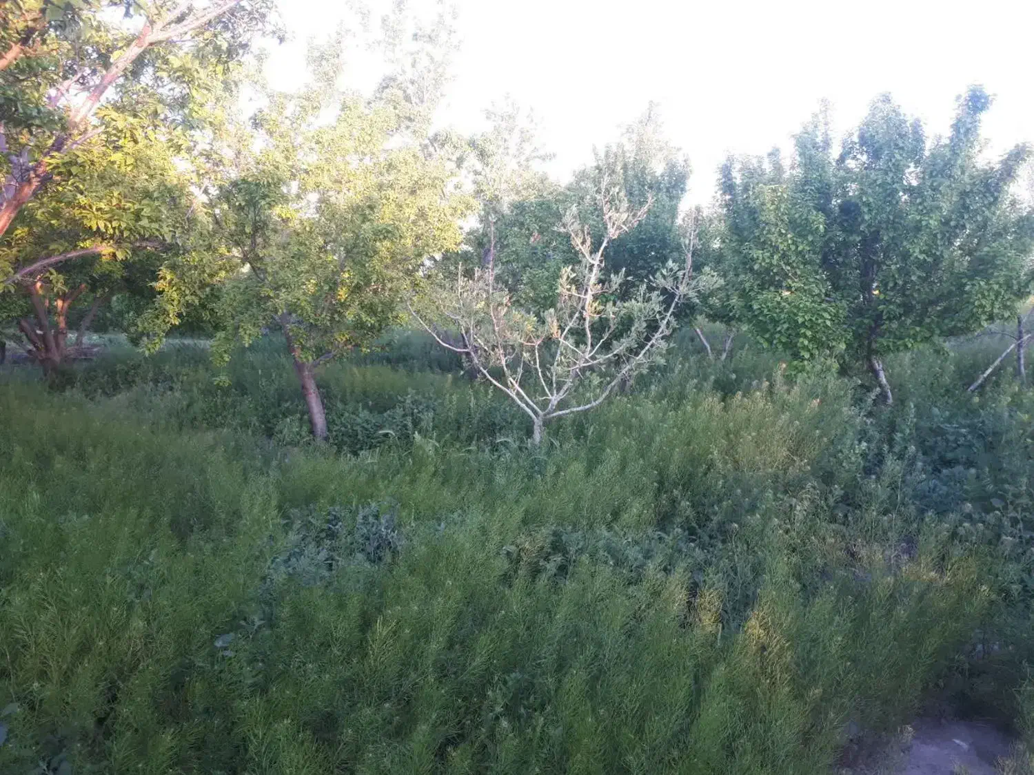 باسلام دوقطعه باغ میوه با درغتان جوان 8ساله
