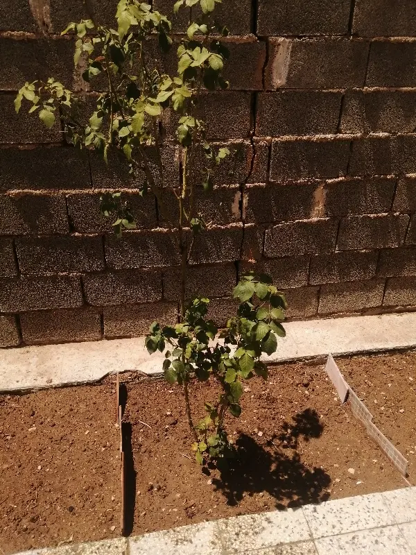 زمین و باغی
