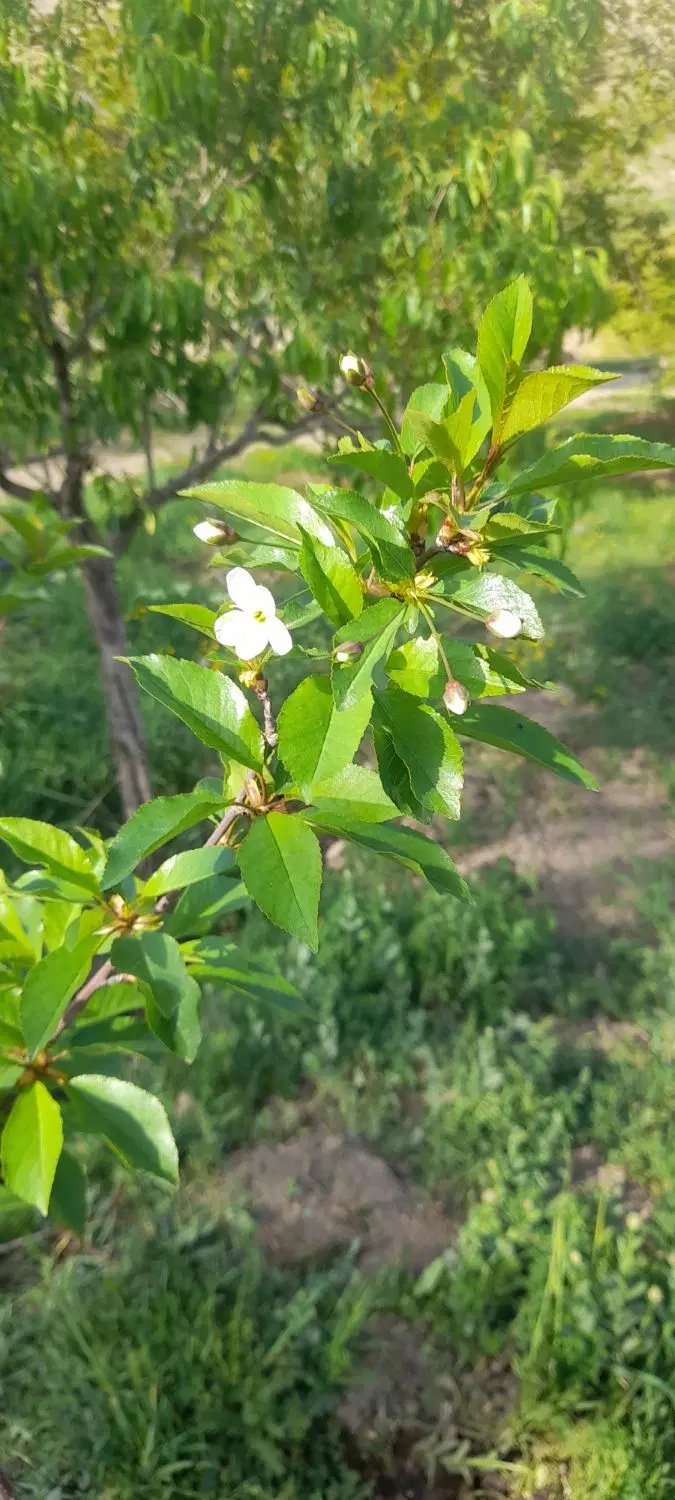 باغچه ۷۳۳ متری به فروش میرسد