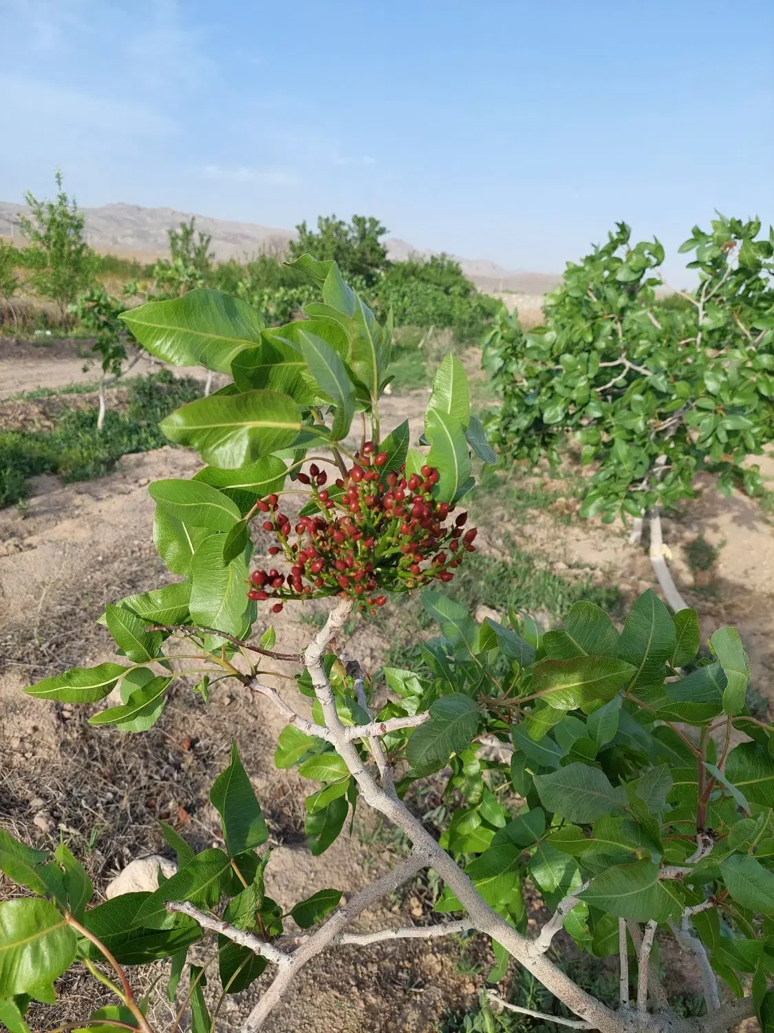 باغ پسته ۸ ساله ۶۵۰۰ متری بارده