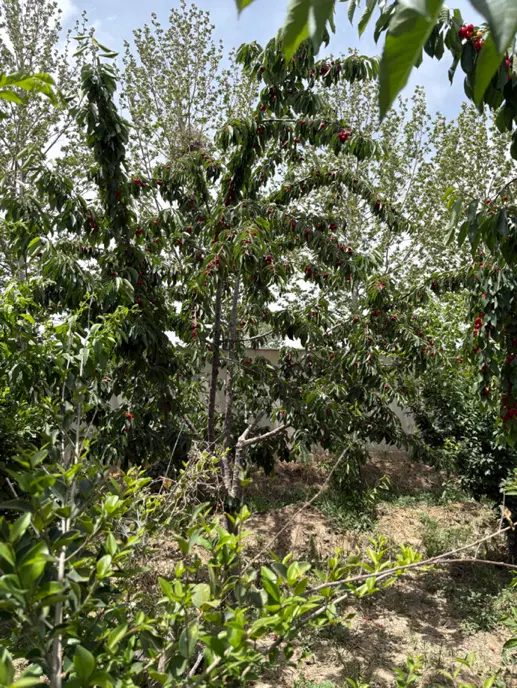 ۶۰۰ متر باغچه رامجین