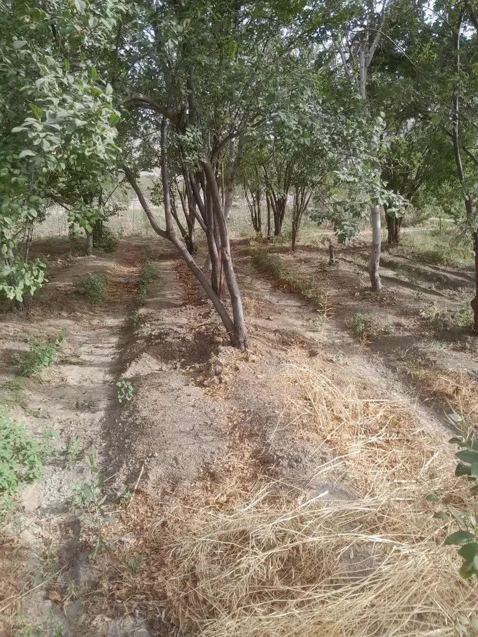 باغ، زمین