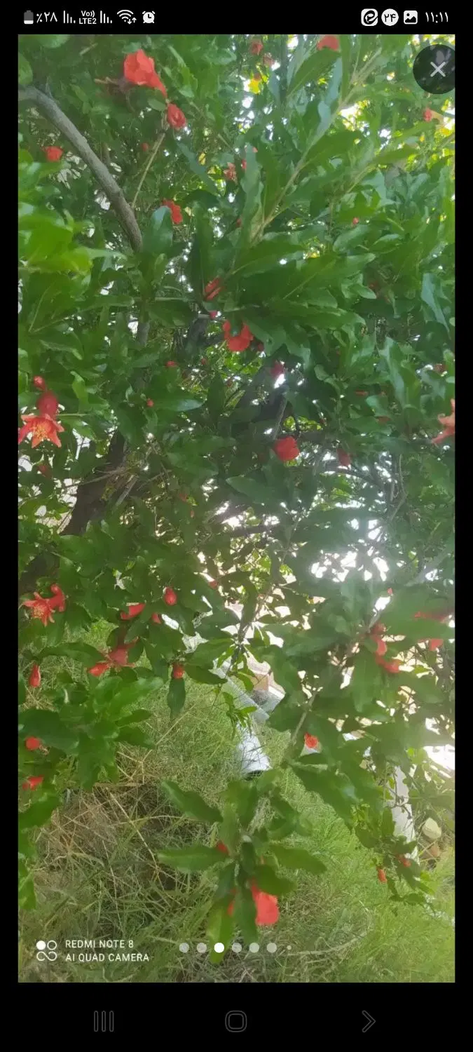 زمین روستایی سند شش دانگ