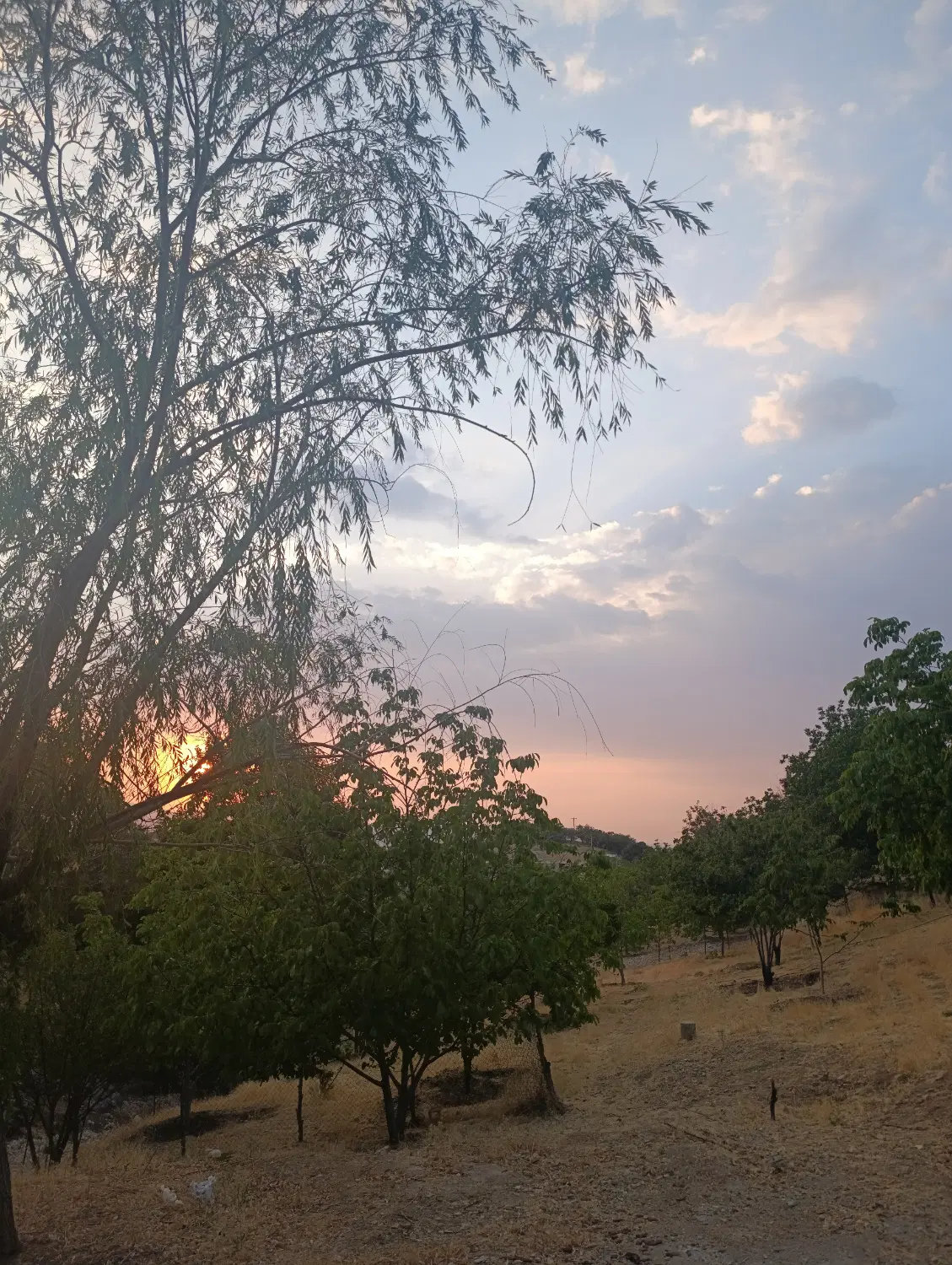 باغ یاسوج
