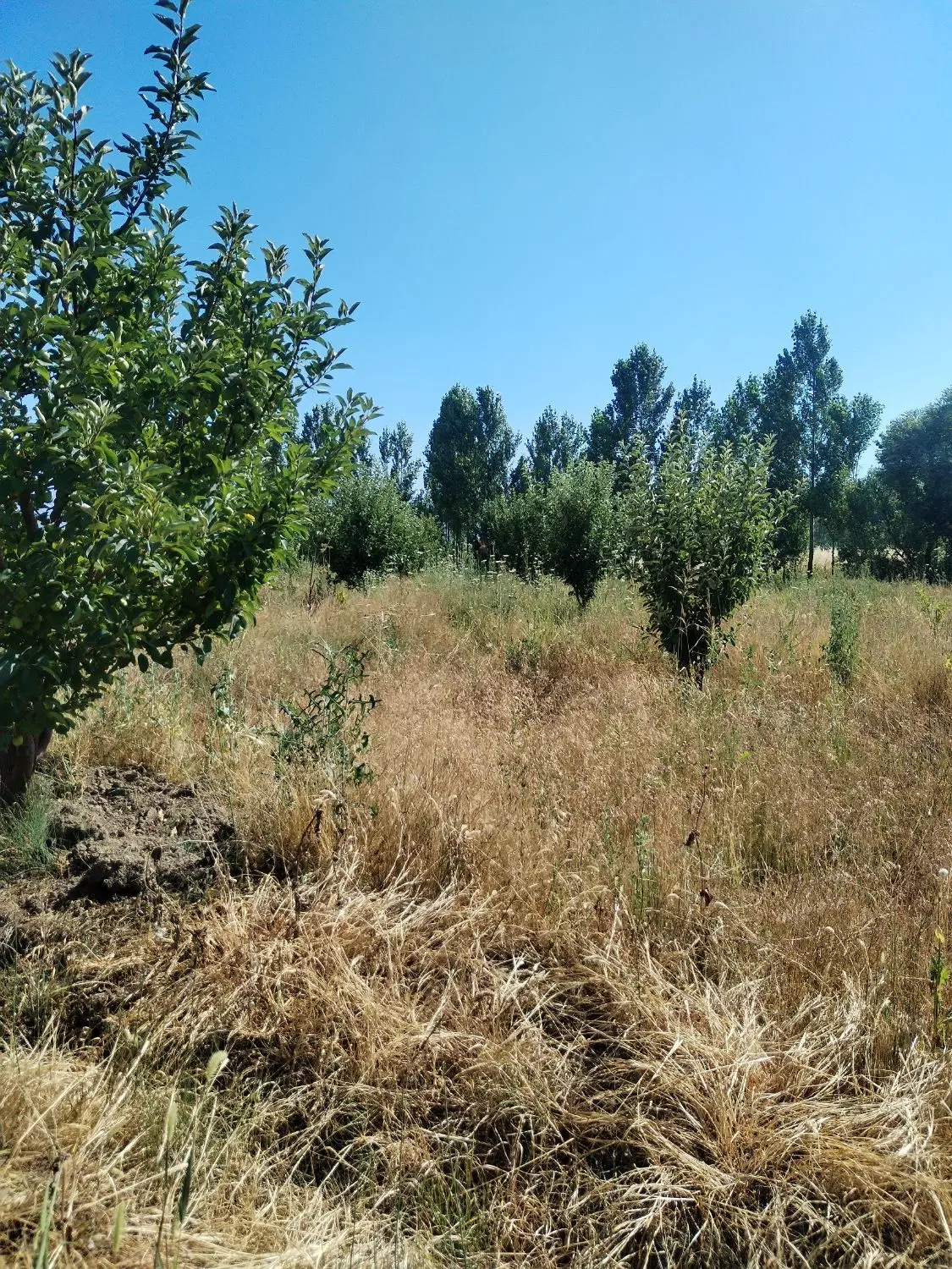 باغ سیب مرگور وسط گارانه و سه گرکان7000متر