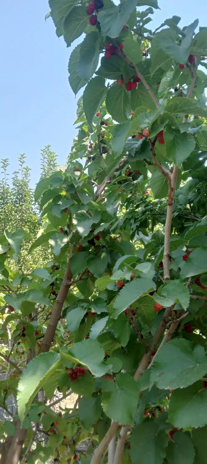 باغ وباغچه