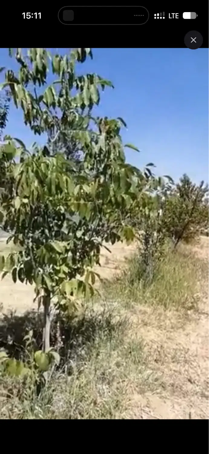 باغ شهر پردیس چهارمور دالین