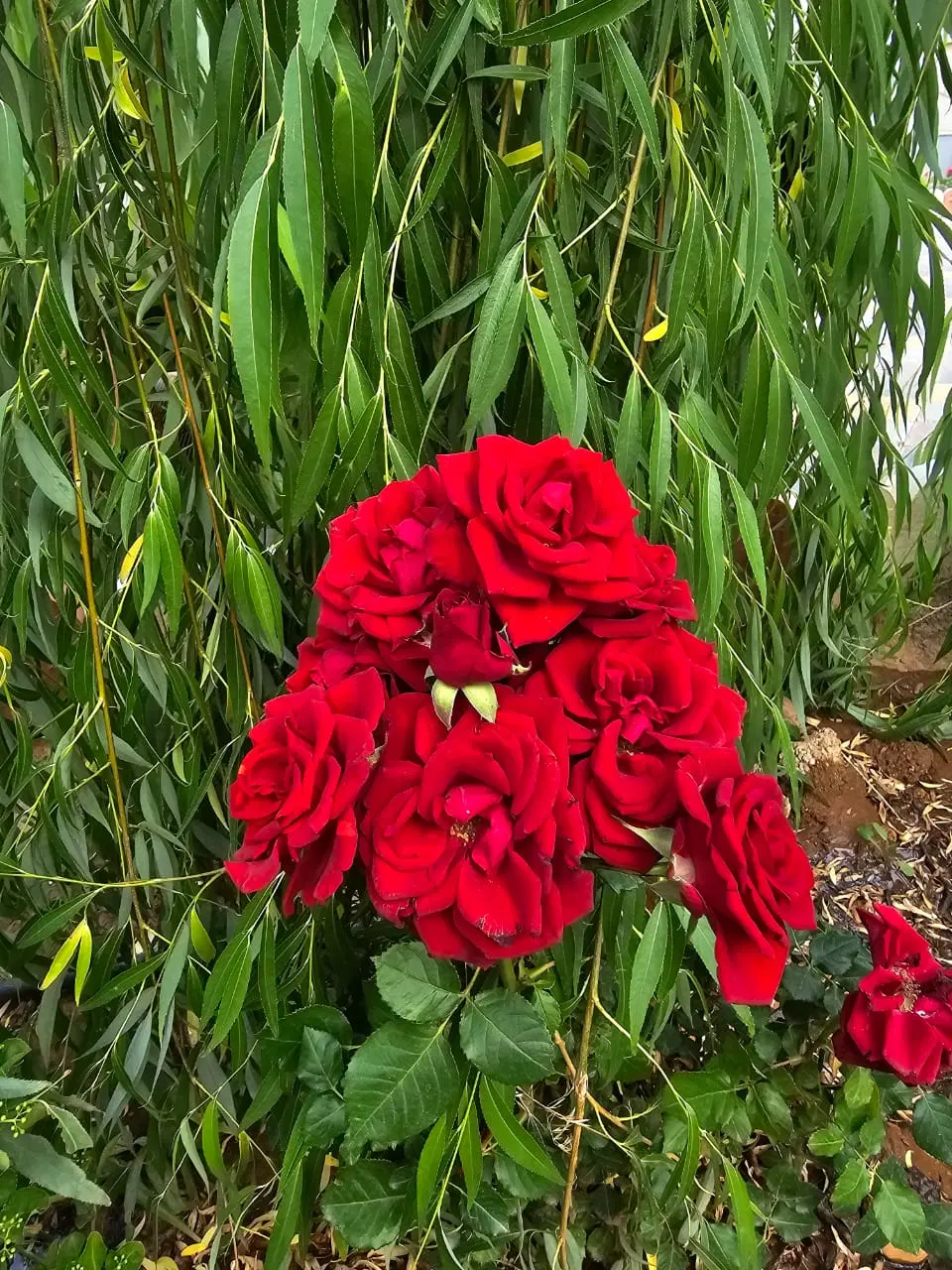 فروش باغ به متراژ ۱۰۰۰ متر