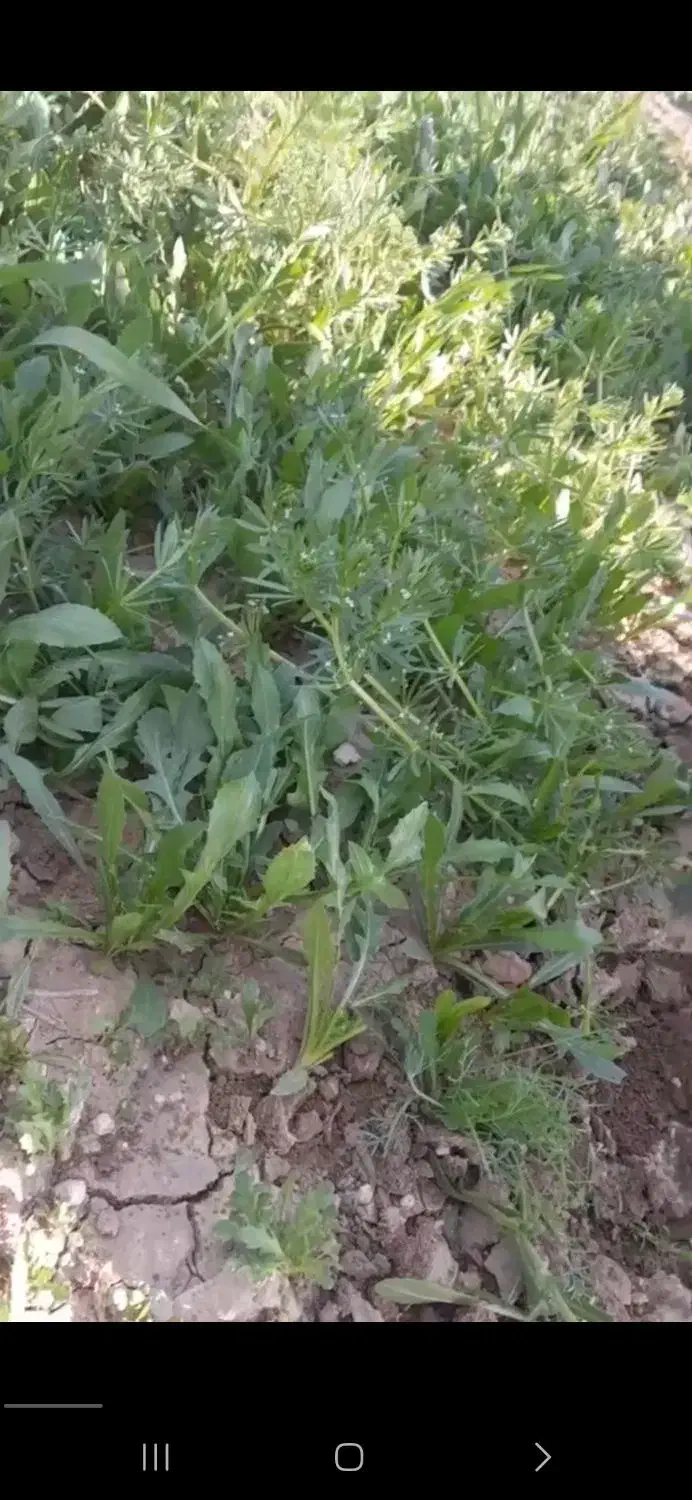 فروش زمین