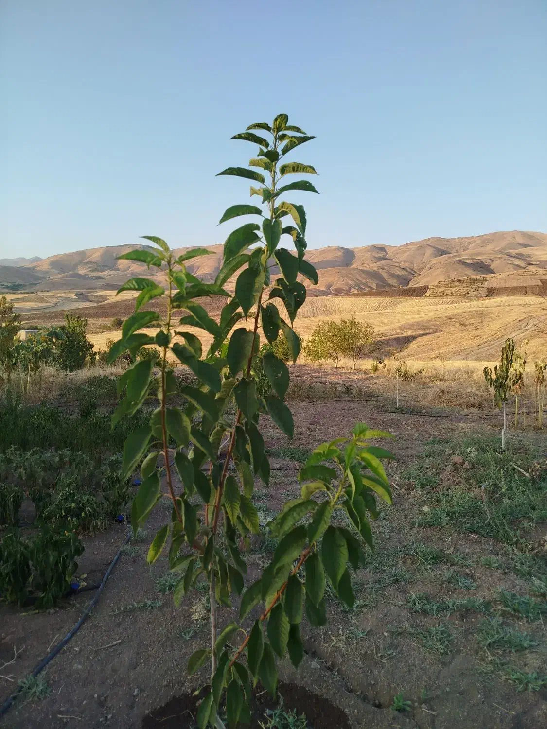 باغ 2000 متر اب کانی 24 ساعته